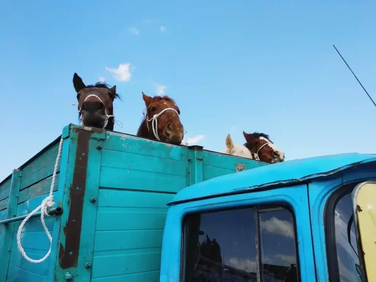 transporteur d'animaux